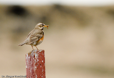 Rotdrossel (3 von 3).jpg